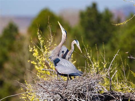 Great Blue Heron Nesting (All You Need To Know) | Birdfact