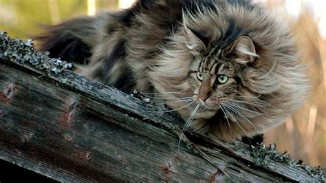 10 Reasons Norwegian Forest Cats are Great for Families -Kittentoob