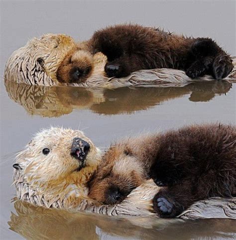 cuddling otters | We Share | Pinterest