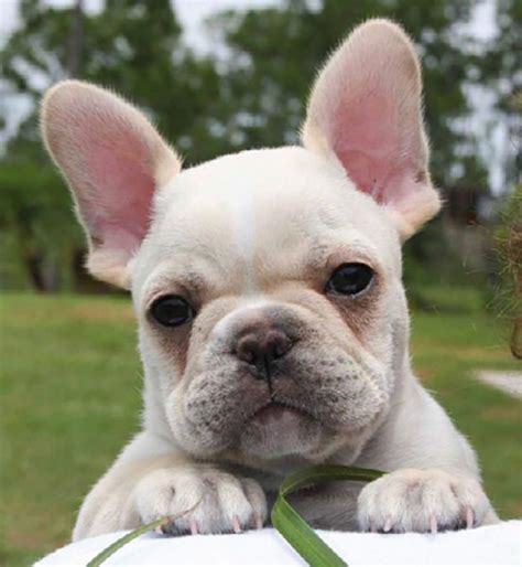 cerco cucciolo Bouledogue francese | Petpassion