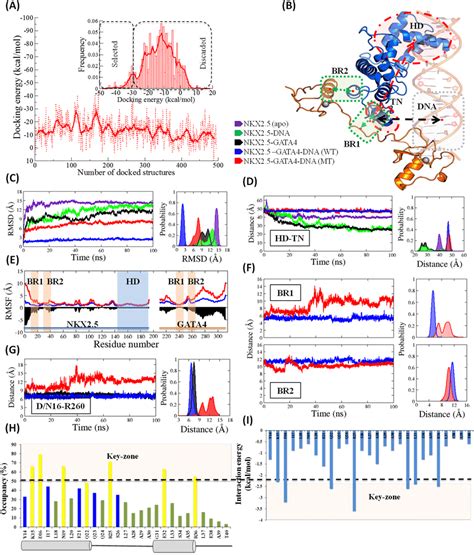 Molecular dynamics simulation analysis: (A) Selection of best-docked... | Download Scientific ...