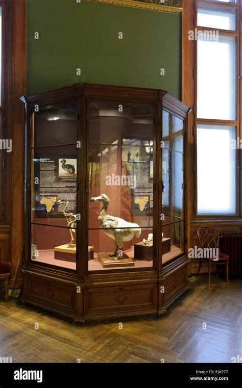 A Dodo bird on display in the Natural History Museum, Vienna, Austria Stock Photo - Alamy