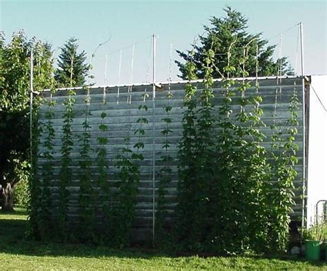 Brews & Views Bulletin Board Service: Hops trellis designs | Hops trellis, Trellis, Trellis design