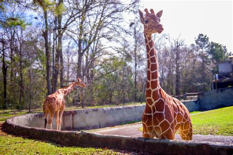 BREC's Baton Rouge Zoo: Connecting people with the natural world - Baton Rouge Business Report