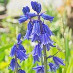 7 Different Types of Bluebells
