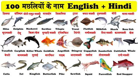 100 Fish Names in English and Hindi | मछलियों के नाम | indian fish name ...