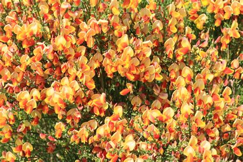 Broom colour variety | Ballchraggan Wood, Ross-shire, Scotla… | S. Rae ...