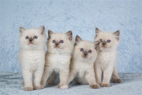 Ragdoll Kittens For Sale in Colorado: Breeders List 2024 | Hepper