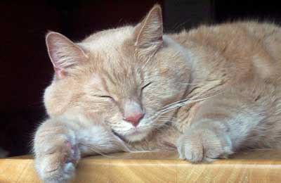 Cat Thyroid Symptoms and Treatments