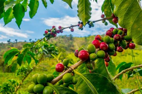 Visiting a coffee farm in Colombia | Faraway Worlds