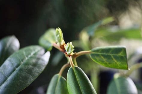 How To Propagate Rhododendron From Cuttings - Farmhouse & Blooms