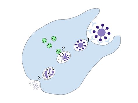 Phagocytosis - Definition, Function, Steps & Examples | Biology