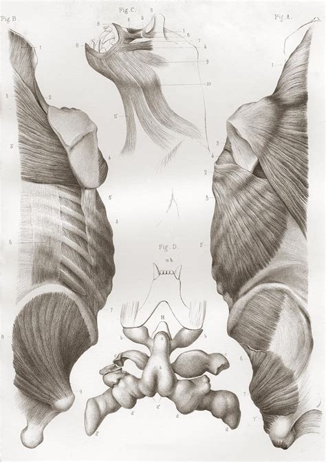 Back muscles, dentition, and the larynx of an orangutan. | Animal anatomy, Animal drawings, Primates