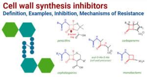 Cell Wall Synthesis Inhibitors: Examples, Inhibition, Resistance