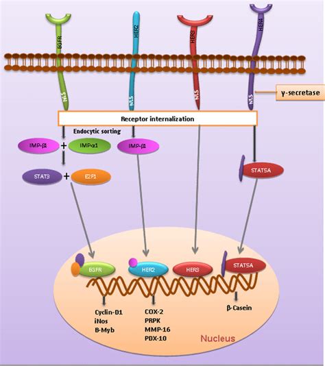 Epidermal Growth Factor Receptor (EGFR) Signaling, 56% OFF