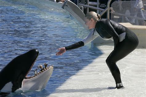 Killer whale injured in Sea World show - The San Diego Union-Tribune