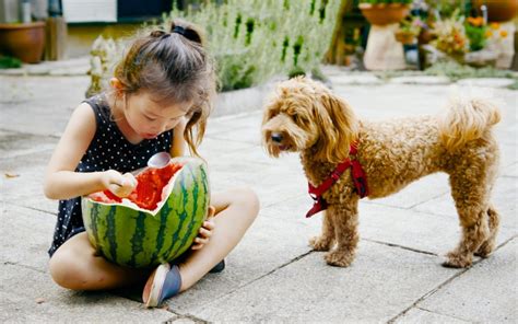 5 Reasons Why Japan Does Watermelon Better - Savvy Tokyo