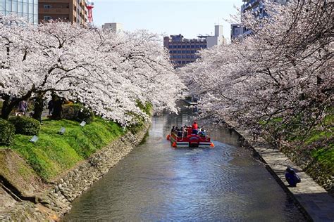 日本の春といえば桜！雄大な自然景観が魅力な富山県の桜の名所10選！ | SeeingJapan