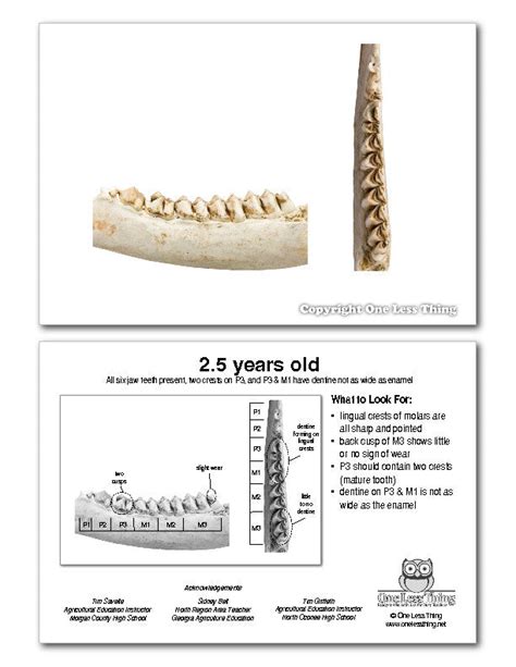 Whitetail Deer Jawbone Aging, IDPix Cards - One Less Thing