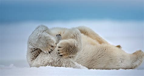 haiku-bing: Polar bear rolling on the frozen Beaufort Sea, near Point Barrow, Alaska