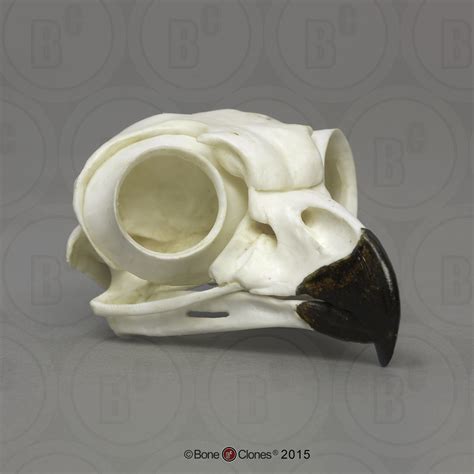 Great Horned Owl Skull - Bone Clones, Inc. - Osteological Reproductions