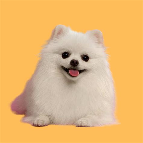 Pomeranian Puppies For Sale | Dav Pet Lovers