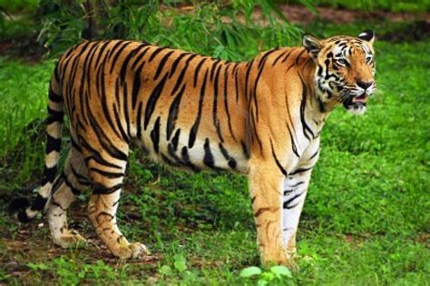 Sundarban Forest Photos - Ever Youth Tourism | EVER YOUTH TOURISM - Leading idol in Sundarban ...