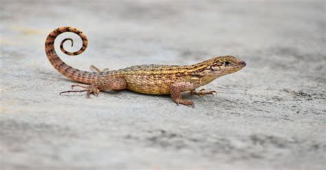 Curly Tail Lizard - Learn About Nature