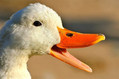 Duck history and some interesting facts