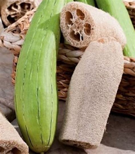 Buy 50 Luffa Gourd - Muop Huong - AKA Sponge Gourd, Luffa Aegyptiaca ...