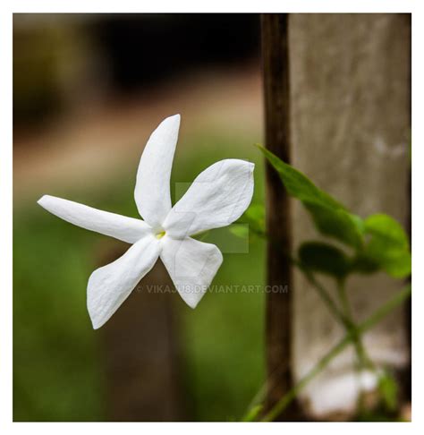 Philippine Jasmine by vikaju8 on DeviantArt