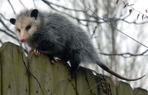 Possum Waste Removal - Sgt. Poopers