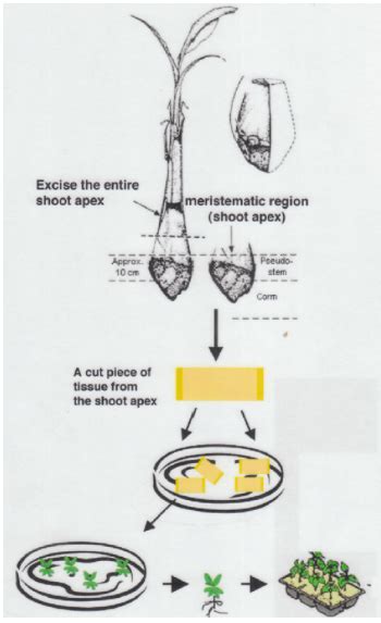 Tissue Culture Propagation of Banana - Plant Cell Technology | Your partner in plant tissue culture