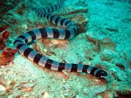 Belcher's Sea Snake Facts and Pictures