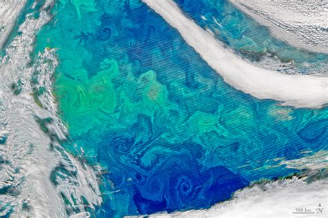 Phytoplankton Bloom Puts Color In The Ocean | Science Times