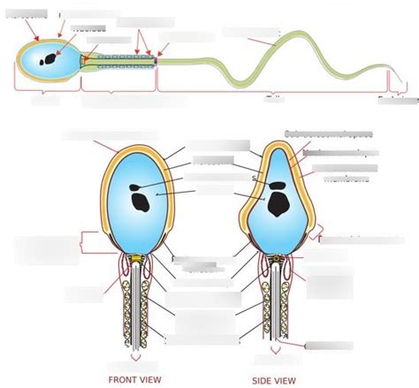 Sperm morphology - Test 3 Diagram | Quizlet