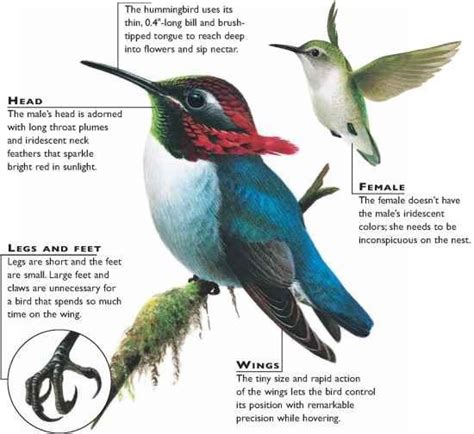 Hummingbird Size Comparison