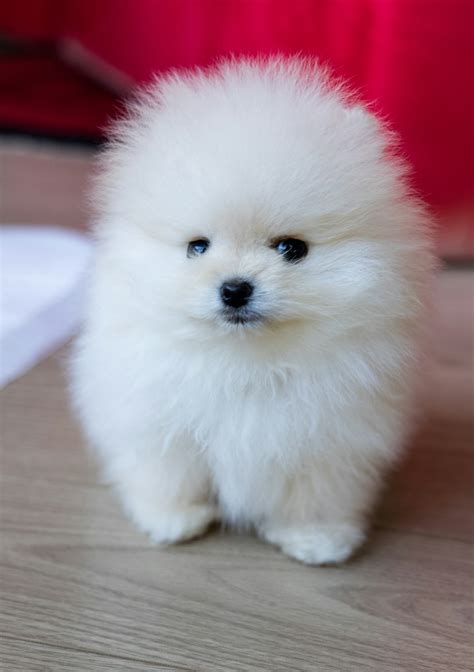 999+ Pomeranian Puppy Pictures | Download Free Images on Unsplash