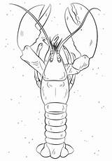 Realistic Lobster Coloring Page sketch template