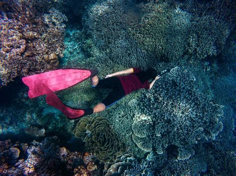 1 Day Snorkeling In Komodo National Park Labuan Bajo in Labuan Bajo - Klook