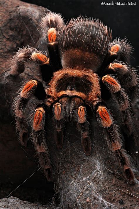 Brachypelma hamorii. | Arachnoboards