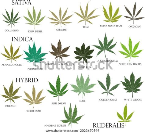 2,790 Types Of Cannabis Images, Stock Photos & Vectors | Shutterstock