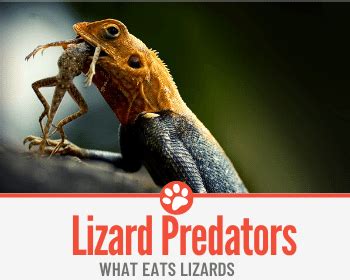 What Eats Lizards – Lizard Predators