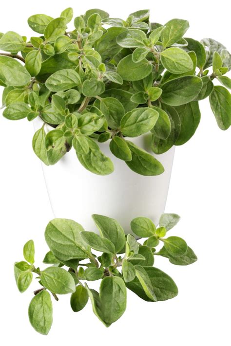 How to Care for Your Oregano Plant