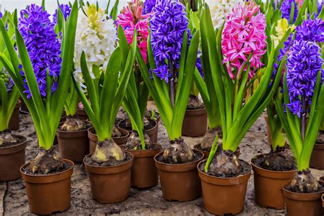 Hyacinth: Plant Care & Growing Guide