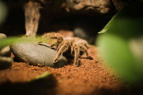 Where can I see the Goliath Birdeater in the wild