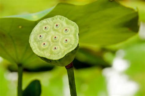 How To Grow Lotus Flowers At Home: With Simple Tips On Planting Lotus Seeds