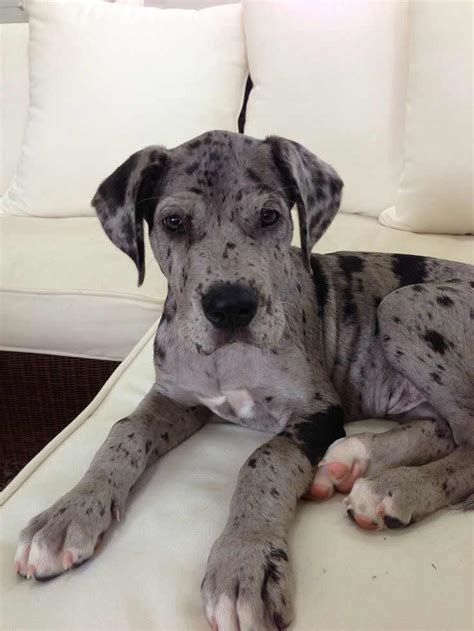 45+ Neo Mastiff X Great Dane Temperament - l2sanpiero