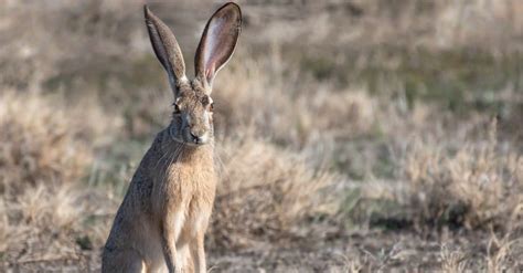 Jackrabbit - A-Z Animals