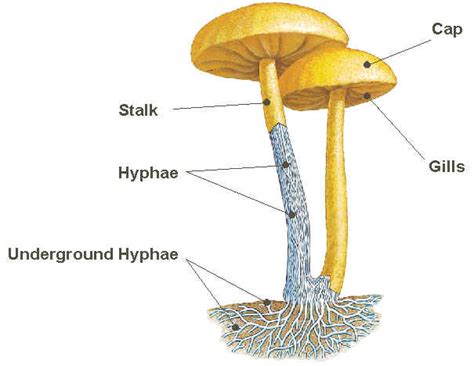 Labeled Diagram Of Fungi